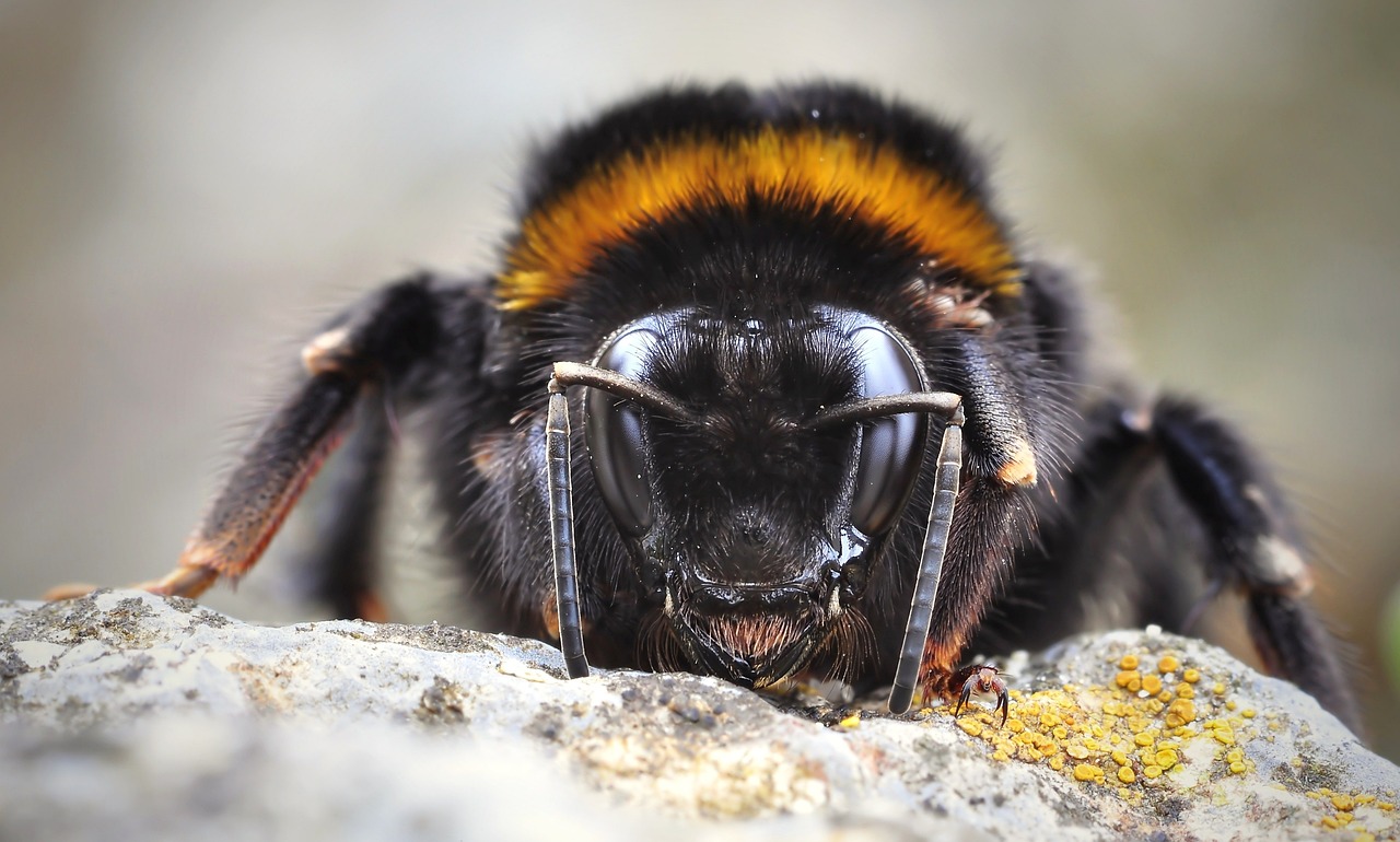 Dealing with Spiders and Insects: A Safety Guide